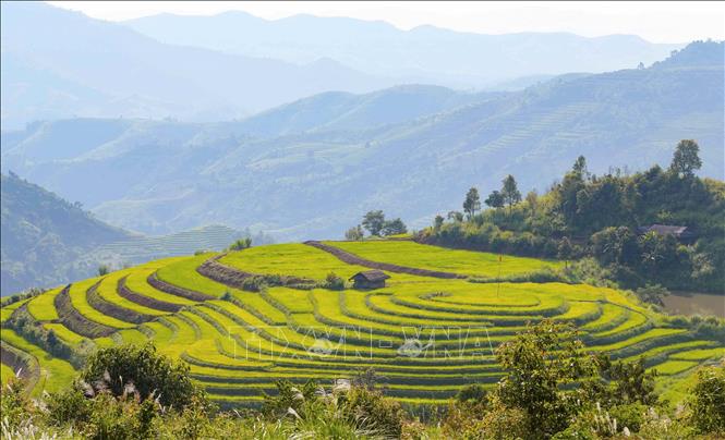 Những thửa ruộng bậc thang tại Pu Nhi được tạo thành từng lớp theo địa hình, trải dài trên các sườn đồi. Ảnh: Xuân Tư - TTXVN