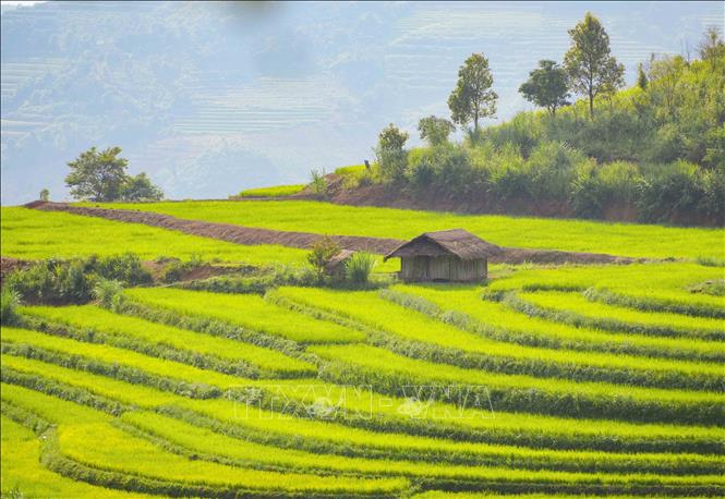 Một căn chòi nhỏ nằm giữa những thửa ruộng bậc thang ở bản Phù Lồng B, tạo điểm nhấn mộc mạc giữa không gian đồng ruộng vùng cao. Ảnh: Xuân Tư - TTXVN