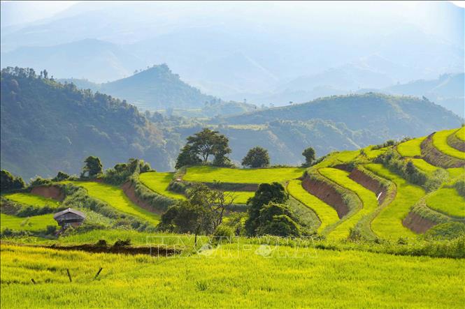 Những đường bờ ruộng uốn cong mềm mại, nối tiếp nhau thành từng lớp trên sườn núi Pu Nhi. Ảnh: Xuân Tư - TTXVN
