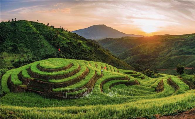 Toàn cảnh những thửa ruộng bậc thang ở bản Phù Lồng B, xã Pu Nhi, tỉnh Điện Biên, uốn lượn theo sườn đồi giữa không gian núi rừng vùng cao. Ảnh: Xuân Tư - TTXVN