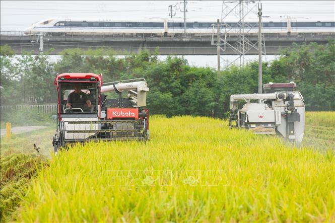 Thu hoạch lúa trên cánh đồng ở tỉnh Tứ Xuyên, Trung Quốc. Ảnh: THX/TTXVN phát
