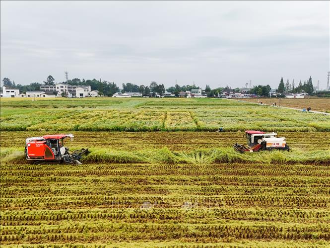 Thu hoạch lúa trên cánh đồng ở tỉnh Tứ Xuyên, Trung Quốc. Ảnh: THX/TTXVN phát