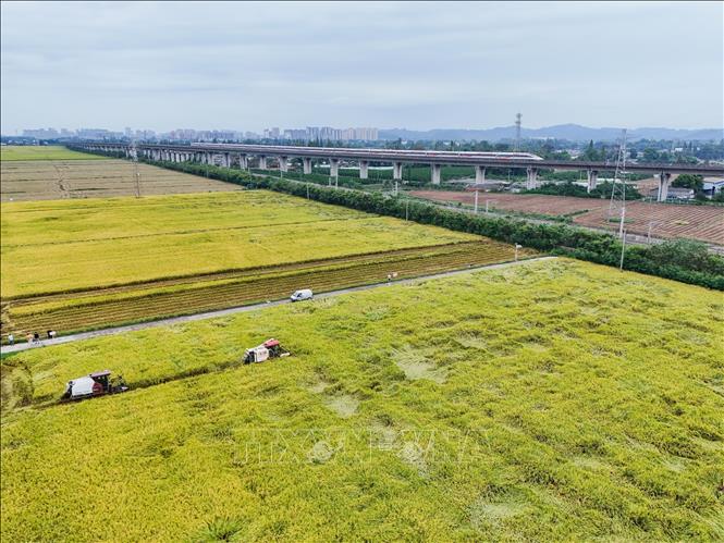 Thu hoạch lúa trên cánh đồng ở tỉnh Tứ Xuyên, Trung Quốc. Ảnh: THX/TTXVN phát