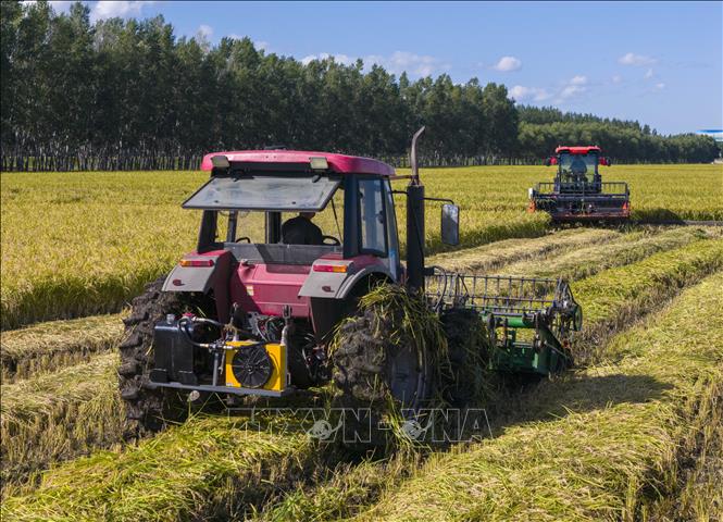 Máy gặt lúa hoạt động trên cánh đồng ở tỉnh Hắc Long Giang, Trung Quốc. Ảnh: THX/TTXVN phát