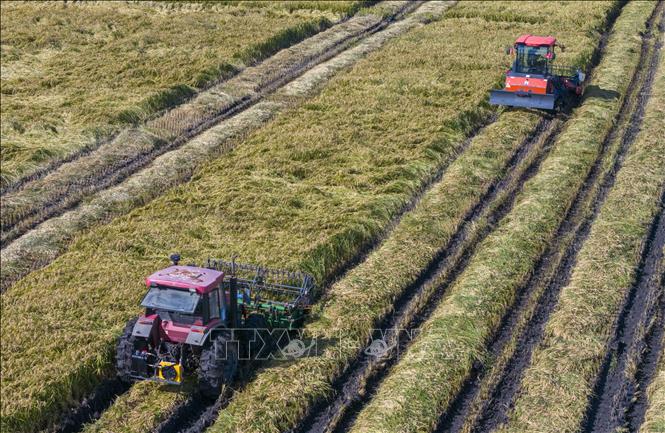 Máy gặt lúa hoạt động trên cánh đồng ở tỉnh Hắc Long Giang, Trung Quốc. Ảnh: THX/TTXVN phát