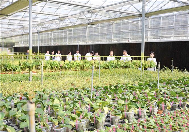 Mô hình bảo tồn và nhân giống hoa Lan áp dụng công nghệ cao tại Thâm Quyến (Trung Quốc). Ảnh: Công Tuyên - PV TTXVN tại Trung Quốc