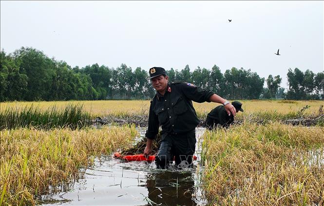 Lực lượng Cảnh sát cơ động dầm mình trong nước hỗ trợ người dân cứu lúa. Ảnh: Bùi Giang - TTXVN