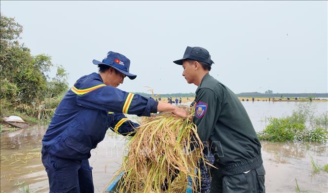 Cán bộ, chiến sĩ Trung đoàn Cảnh sát cơ động số 9 hỗ trợ người dân đưa lúa ra khỏi vùng ngập. Ảnh: Bùi Giang - TTXVN