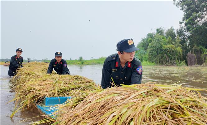 Cán bộ, chiến sĩ Trung đoàn Cảnh sát cơ động số 9 hỗ trợ người dân đưa lúa ra khỏi vùng ngập. Ảnh: Bùi Giang - TTXVN