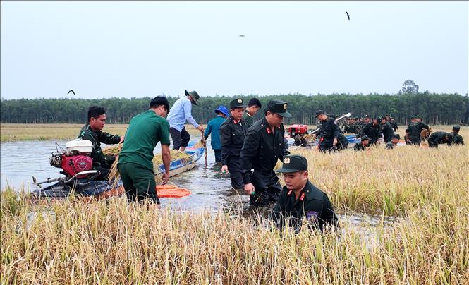 Lực lượng Cảnh sát cơ động khẩn trương thu hoạch những diện tích lúa đã đến kỳ trước khi nước tiếp tục dâng. Ảnh: Bùi Giang - TTXVN