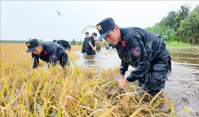 Cán bộ, chiến sĩ chia thành nhiều tổ, phối hợp với người dân khẩn trương thu hoạch lúa trong vùng ngập. Ảnh: Bùi Giang - TTXVN