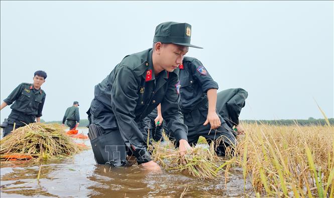 Cán bộ, chiến sĩ chia thành nhiều tổ, phối hợp với người dân khẩn trương thu hoạch lúa trong vùng ngập. Ảnh: Bùi Giang - TTXVN