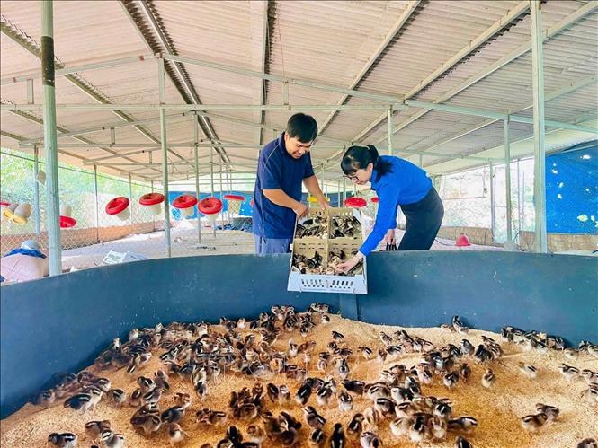 Anh Nguyễn Giang Trí (sinh năm 1994, xã Ân Tường, tỉnh Gia Lai) với mô hình trang trại từ chăn nuôi gà thả đồi theo hướng tự nhiên. Ảnh: TTXVN phát