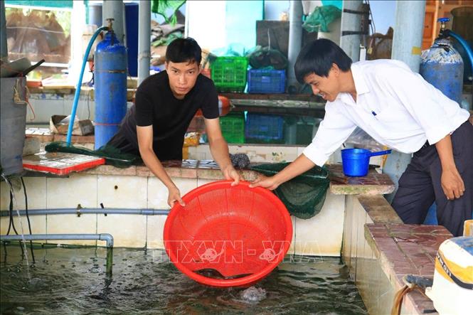 Mô hình nuôi cá chình của Võ Thành Phúc (sinh năm 1997, xã Phù Mỹ Bắc, tỉnh Gia Lai) cho doanh thu 1,5 đến 2 tỷ đồng/năm. Ảnh: TTXVN phát