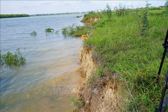 Đoạn bờ sông dài hơn 2km thôn Hàm Ninh, xã Quảng Ninh ngay sát chân ruộng của người dân xuất hiện sạt lở kéo dài, tạo thành những hàm ếch lớn, chân bờ bị khoét sâu, nhiều mảng đất mới sạt vẫn còn nham nhở, tạo thành những vết cắt sâu vào khu vực đất sản xuất. Ảnh: Thanh Thuỷ-TTXVN                              