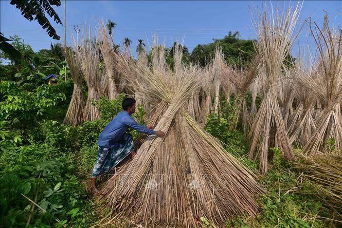 Người dân phơi đay tại huyện Nagaon, bang Assam, Đông Bắc Ấn Độ ngày 16/9/2026. Ảnh: THX/TTXVN phát