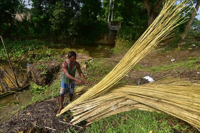 Người dân tách sợi đay từ thân cây đay đã được ngâm ủ tại huyện Nagaon, bang Assam, Đông Bắc Ấn Độ ngày 16/9/2026. Ảnh: THX/TTXVN phát