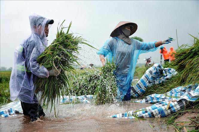 Người dân phối hợp chuyển lúa qua khu vực tập kết, cố gắng cứu vớt thành quả sau nhiều tháng gieo trồng. Ảnh: Phạm Tuấn Anh - TTXVN
