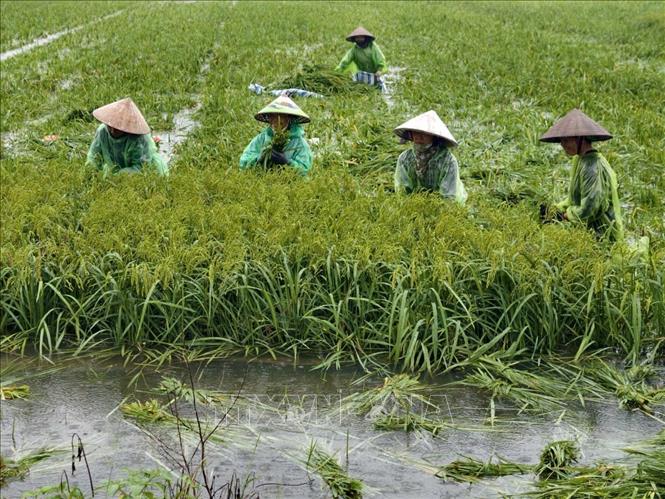 Người dân thôn Cấn Thượng, xã Kiều Phú thu hoạch lúa dưới trời mưa lớn. Ảnh: Minh Quyết - TTXVN