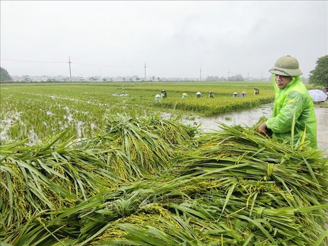 Người dân thôn Cấn Thượng, xã Kiều Phú thu hoạch lúa dưới trời mưa lớn. Ảnh: Minh Quyết - TTXVN