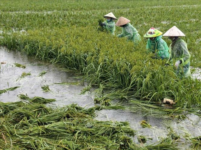 Người dân thôn Cấn Thượng, xã Kiều Phú thu hoạch lúa dưới trời mưa lớn. Ảnh: Minh Quyết - TTXVN