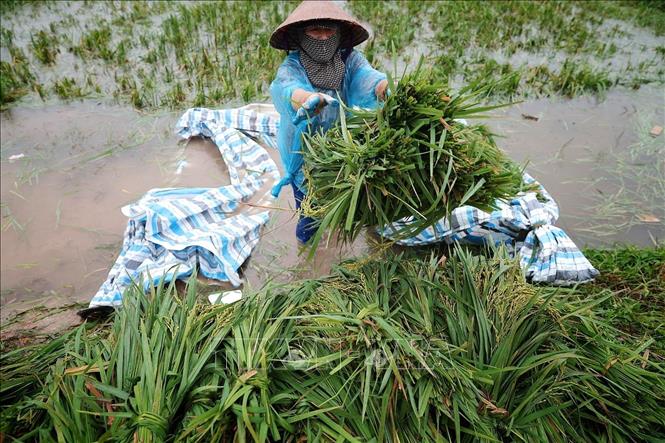 Từng bó lúa được nhanh chóng chuyển lên bờ trong cuộc chạy đua với tình trạng ngập úng trên đồng ruộng. Ảnh: Phạm Tuấn Anh - TTXVN