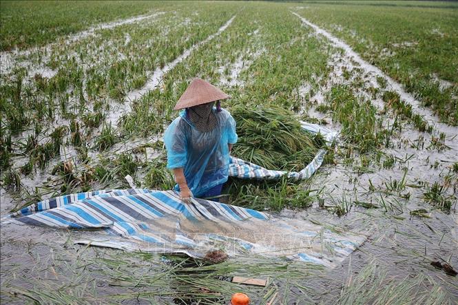 Giữa thửa ruộng mênh mông nước, người nông dân gom những bó lúa cuối cùng lên bạt để vận chuyển vào bờ. Ảnh: Phạm Tuấn Anh - TTXVN
