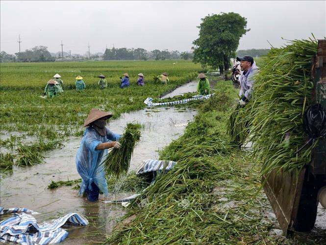 Người dân thôn Cấn Thượng, xã Kiều Phú thu hoạch lúa dưới trời mưa lớn. Ảnh: Minh Quyết - TTXVN