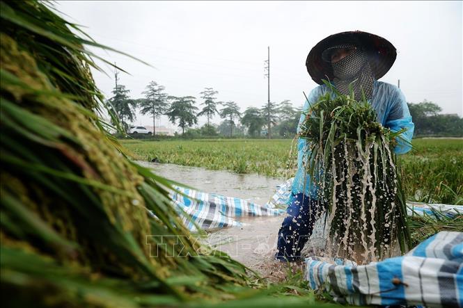 Người nông dân lội giữa ruộng sâu đưa từng bó lúa vừa gặt lên khu vực tập kết. Ảnh: Phạm Tuấn Anh - TTXVN
