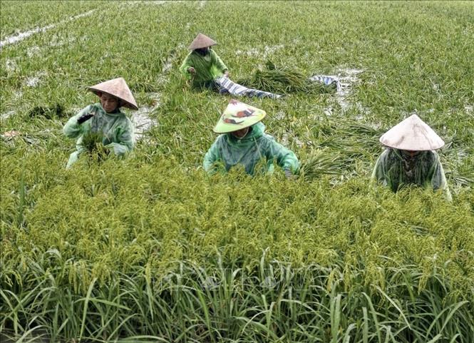 Người dân thôn Cấn Thượng, xã Kiều Phú thu hoạch lúa dưới trời mưa lớn. Ảnh: Minh Quyết - TTXVN