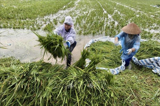 Người dân thôn Cấn Thượng, xã Kiều Phú thu hoạch lúa dưới trời mưa lớn. Ảnh: Minh Quyết - TTXVN