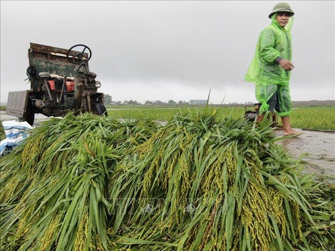 Người dân thôn Cấn Thượng, xã Kiều Phú thu hoạch lúa dưới trời mưa lớn. Ảnh: Minh Quyết - TTXVN