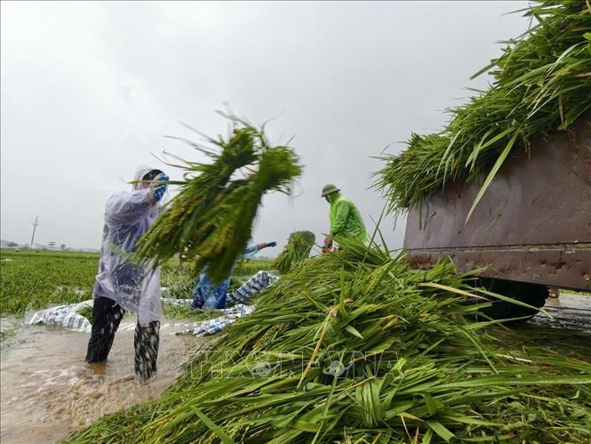 Người dân thôn Cấn Thượng, xã Kiều Phú thu hoạch lúa dưới trời mưa lớn. Ảnh: Minh Quyết - TTXVN
