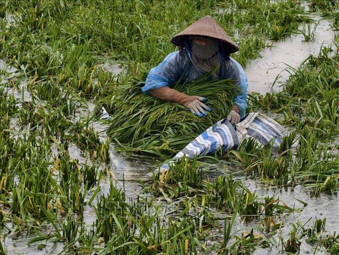 Người dân thôn Cấn Thượng, xã Kiều Phú thu hoạch lúa dưới trời mưa lớn. Ảnh: Minh Quyết - TTXVN