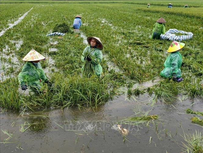 Người dân thôn Cấn Thượng, xã Kiều Phú thu hoạch lúa dưới trời mưa lớn. Ảnh: Minh Quyết - TTXVN