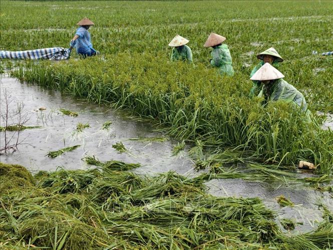Người dân thôn Cấn Thượng, xã Kiều Phú thu hoạch lúa dưới trời mưa lớn. Ảnh: Minh Quyết - TTXVN