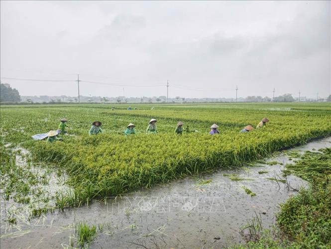 Người dân thôn Cấn Thượng, xã Kiều Phú thu hoạch lúa dưới trời mưa lớn. Ảnh: Minh Quyết - TTXVN