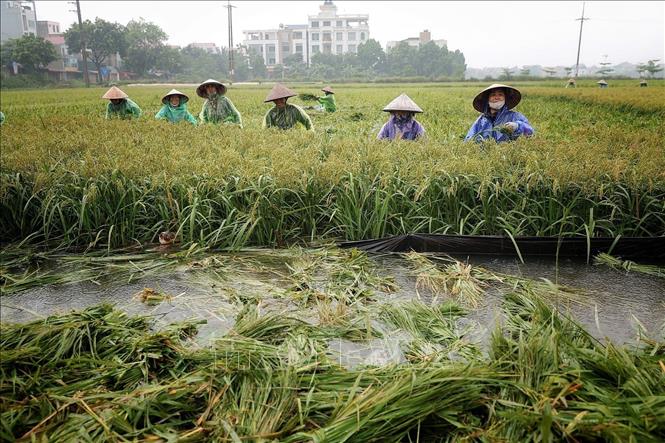 Nhiều nông dân cùng xuống đồng thu hoạch diện tích lúa chưa tới ngày thu hoạch với phương châm 