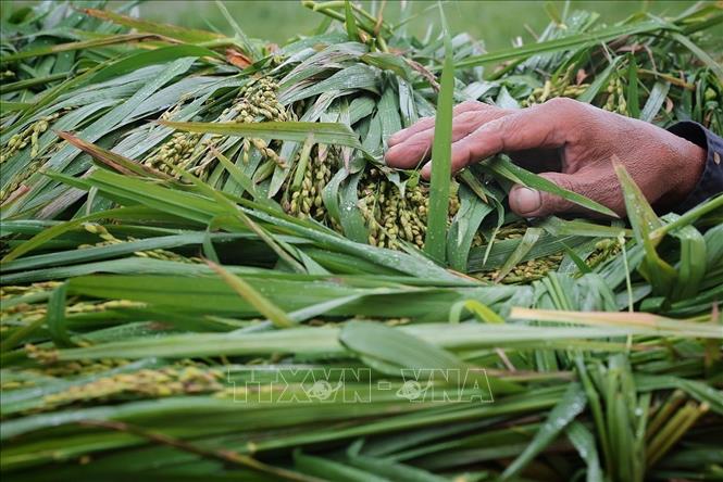 Người nông dân tranh thủ kiểm tra những bông lúa mới được gặt. Ảnh: Phạm Tuấn Anh - TTXVN