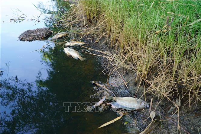 Cá chết bất thường, nổi trắng tại khu vực đập ngăn mặn Đức Lợi. Ảnh: Lê Phước Ngọc-TTXVN