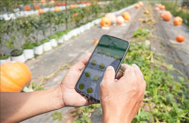 Hệ thống IoT sử dụng bằng phần mềm trên điện thoại giúp người nông dân có thể điều khiển vườn từ xa. Ảnh: Nguyễn Dũng – TTXVN  
