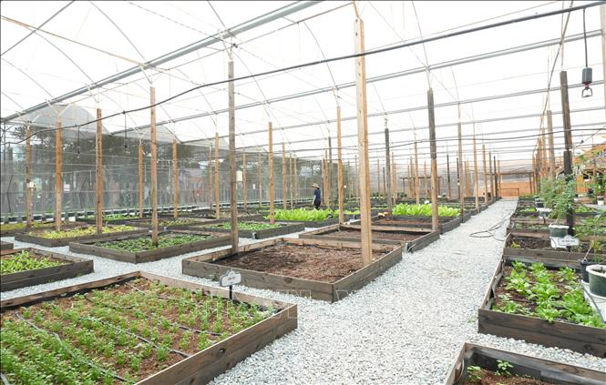 Toàn tỉnh Lâm Đồng hiện có khoảng 1.200 ha ứng dụng các mô hình nông nghiệp thông minh trong sản xuất rau, hoa các loại. Ảnh: Nguyễn Dũng – TTXVN  
