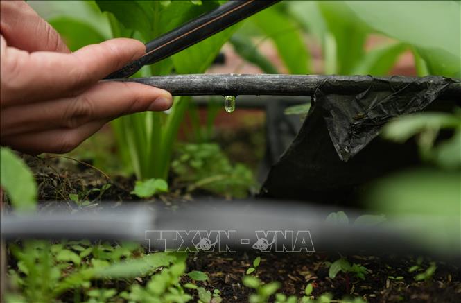 Hệ thống tưới nhỏ giọt được điều khiển bằng phần mềm thông minh, đảm bảo đúng định lượng cho mỗi loại cây trồng theo từng chu kỳ sinh trưởng. Ảnh: Nguyễn Dũng – TTXVN  
