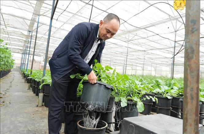 Anh Nguyễn Đức Huy (chủ trang trại rau ở phường Xuân Hương – Đà Lạt) là một trong những người tiên phong ứng dụng nông nghiệp thông minh tại địa phương. Ảnh: Nguyễn Dũng – TTXVN  
