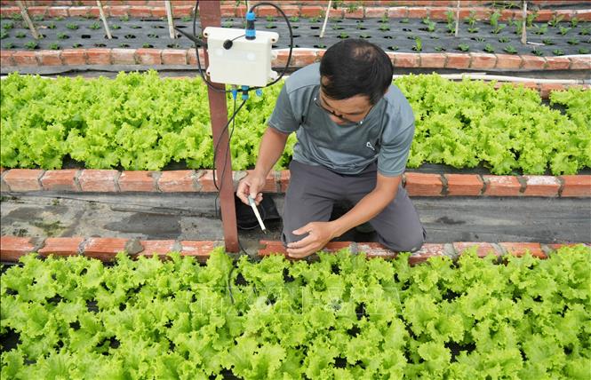 Mỗi 1.000m2 nhà kính, anh Đinh Tiến Đăng (phường Xuân Trường – Đà Lạt) đều gắn một bộ cảm biến đo nhiệt độ, độ ẩm nhằm đảm bảo độ chính xác cao. Ảnh: Nguyễn Dũng – TTXVN  
