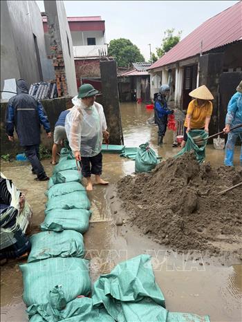 Xã Phạm Ngũ Lão tổ chức đắp 2.000 bao tải cát tại bờ bao sông Kim Sơn thuộc hệ thống sông Bắc Hưng Hải, nhằm ngăn nước tràn vào khu dân cư và diện tích lúa. Ảnh: TTXVN phát  