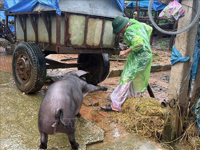 Người dân sơ tán vật nuôi lên chỗ cao để tránh lũ. Ảnh: Hoa Mai - TTXVN