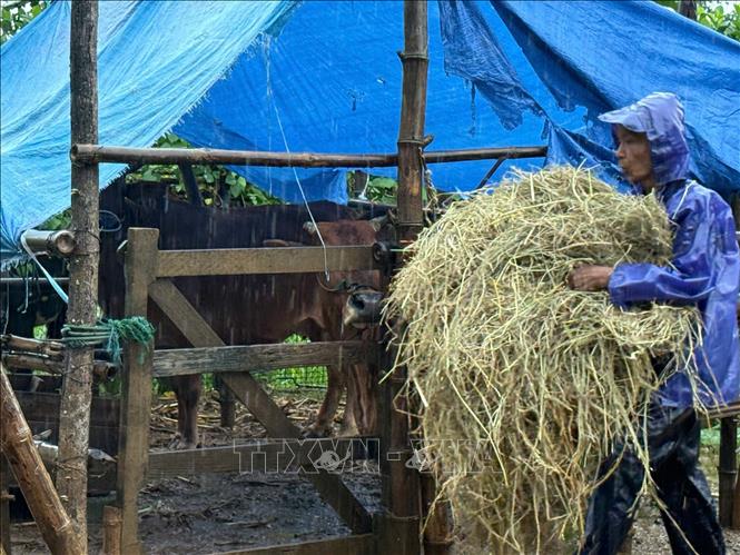 Tài sản giá trị trong gia đình ông Trịnh Chí Thuận thôn 1 Thạch Định (xã Kim Tân) là 5 con bò, 3 con lợn cùng đàn gà giống được đưa lên lều trên mặt đê tránh trú. Ảnh: Hoa Mai - TTXVN