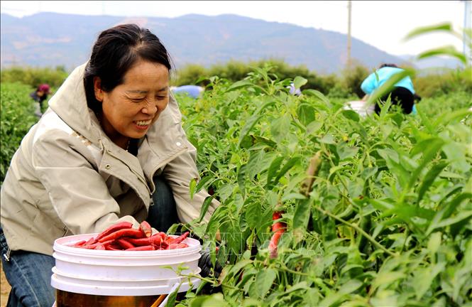 Tháng 9 là thời điểm nhiều địa phương của Trung Quốc bước vào mùa thu hoạch. Trên những cánh đồng trải dài, người nông dân tất bật thu hoạch, vận chuyển và bảo quản nông sản, tạo nên không khí nhộn nhịp của mùa thu hoạch. Trong ảnh: Người dân thu hoạch ớt tại tỉnh Cam Túc, Trung Quốc. Ảnh: THX/TTXVN phát