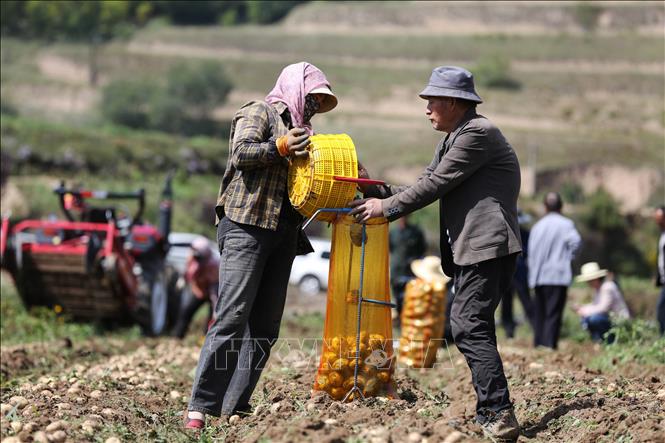 Tháng 9 là thời điểm nhiều địa phương của Trung Quốc bước vào mùa thu hoạch. Trên những cánh đồng trải dài, người nông dân tất bật thu hoạch, vận chuyển và bảo quản nông sản, tạo nên không khí nhộn nhịp của mùa thu hoạch. Trong ảnh: Người dân thu hoạch khoai tây tại tỉnh Cam Túc, Trung Quốc. Ảnh: THX/TTXVN phát